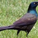 How Mother Nature Can Give Us Messages Through Animals